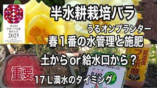 半水耕栽培で育てるバラ　うるオンプランターの薔薇栽培　長年バラうるオンを育ています。最長7年植え替え無しです。管理がとても楽ですがちょとしたコツもいります。春1番の17Ｌ満水と施肥をしました。