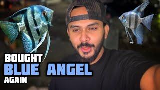 Bought Blue ANGELFISH Again From Fish Point Shop - Imran's World