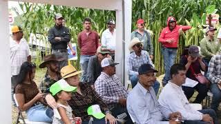 Los híbridos amarillos y blancos de Dekalb muestran buen desempeño en Fresnillo.