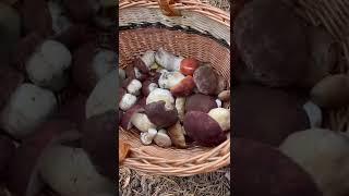 ГРИБНИК и БОРОВИКИ