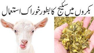 Balanced diet for goats