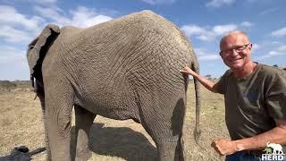 Elephant, Pisa Has a Medical Treatment for an Abscess with Our Wildlife Vets