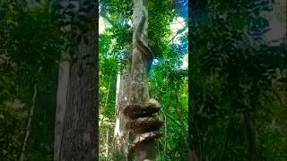 Reticulated python is climbing a tree #jungle #wildlife #python #tree #snake