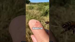 Почему нельзя вытаскивать жало пчелы?