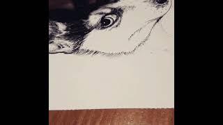Рисуем щенка хаски ручками