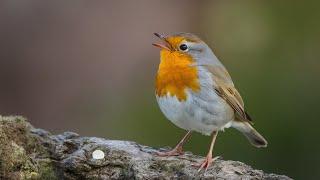 Top 10 Amazing Facts About Robins - Robin Bird Nature