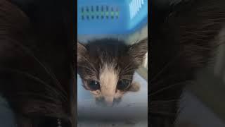 #BabyKitten Baby Kitten #Bayikucing Bayi Kucing