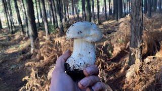 Salida por Boletus Edulis en Soria a 20 de noviembre de 2022