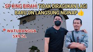 SP KING BIRAHI TIDAK DIRAGUKAN LAGI BARU ON LANGSUNG NGINAP ON PERDANA, WATUBANGGA 5X9 5L.