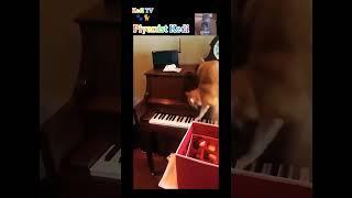 İşte Karşınızda Piyanist Kedi #animals #cat