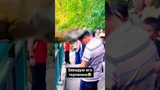 Терпения сила  #смешно #приколы #смешные #смешныевидео #макака #животные #угар #лол