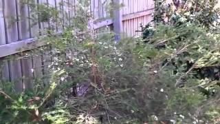 Bob pruning a bush  16-02-2014