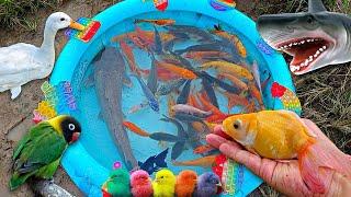 Fishing for ornamental fish in the pond, big catfish, koi fish, betta fish, goldfish, glofish, duck.