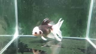 "Snow Cap" Thai Panda Oranda Male Goldfish (CYCDEB) Fishchick Aquatic Auctions