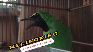 ijo big gacor ‼️cocok untuk pemasteran burung lain