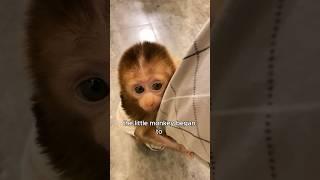 Baby monkeys abandoned by their biological mothers #animals #love #shorts