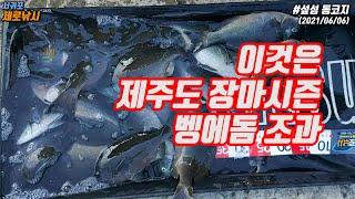 제주도 장마시즌 벵에돔 조과 - 섶섬 동코지 포인트