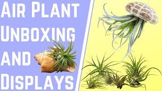 Airplant unboxing with Air plant display ideas with Moody Blooms