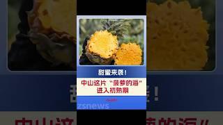 甜蜜來襲！中山神灣菠蘿迎來了今年初熟期！一起來品嘗吧#中山#神灣#菠蘿