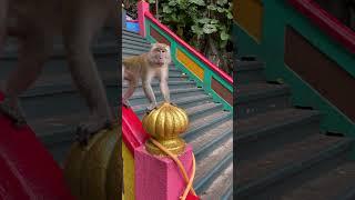 Dangerous Monkeys at Batu Cave #kanaulagamshorts