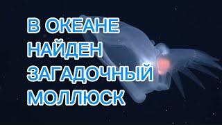 Таинственный моллюск найден в полуночной зоне океана - Батидевиус голожаберный биолюминесценция