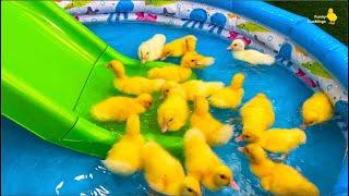 Funny ducklings, ducks, pig, kitten and dog