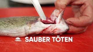 Tierschutzgerecht Betäuben und Töten | Fisch und Grips