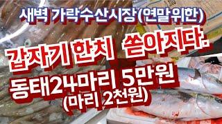 갑자기 한치가 여기저기 엄청나요. 동태 마리 2천원꼴 [가락수산시장]