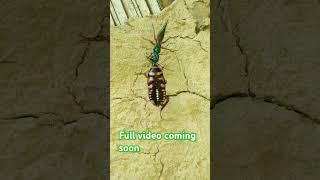 Jewel or Emerald Cockroach Wasp from Assam