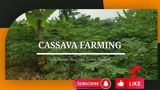 Cassava farming in Nigeria