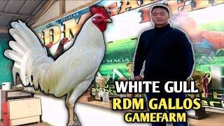 WHITE GULL - RDM GALLOS GAMEFARM - LET'S VISIT QUALITY GAMEFOWL IN THE PHILIPPINES...