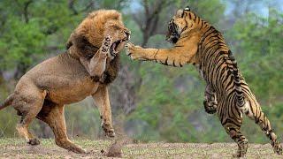 Lion VS Tiger Real Fight !!! - Tiger VS Lion Compilation