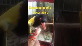 kepodang gacor #shorts #shortvideo #kicau #kicaumania #birds #bird #birdlovers #kepodang #viral