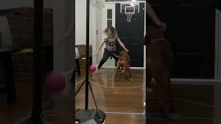 This Dawg Is Tough 1 on 1 #ballislife #basketball #dogs