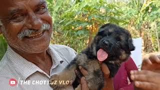 puppy എത്തി ️ പേരിട്ടു....|puppy|junior chottu|naming|dileepkumar|laze media