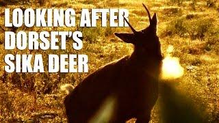 Looking after Dorset's Sika Deer