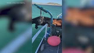 Cows Leap Off Boat and Swim to Irish Island for Grazing