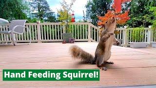 Hand Feeding Squirrel in 3 Simple Steps!