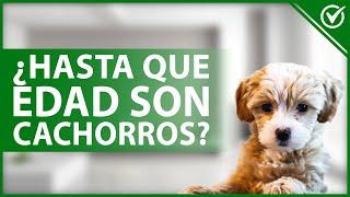  ¿Hasta qué EDAD se CONSIDERA CACHORRO a un perro? - Adolescencia canina 