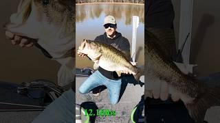 Releasing GIANT 12LB Bass I Caught!! #shorts