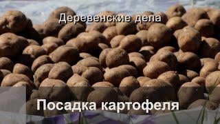 Посадка картофеля