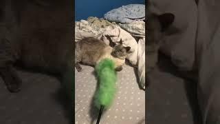 Cat Battles Dust Pan #shorts