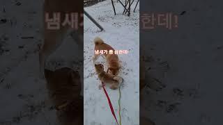 쿠키와 임보견 소똥이 #시바견 #시바이누 #임보견 #임보 #강아지
