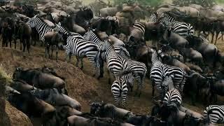 Secrets of the Blue Wildebeest: Unmasking the Genius Behind Their Survival Against All Odds