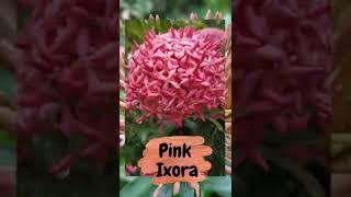 Pink Ixora | Ixora | Chinese Ixora