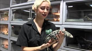 Large Black and White Argentine Tegu