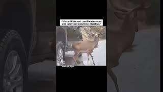 deer subscribe 5k like this is the spical video subscribe to follow