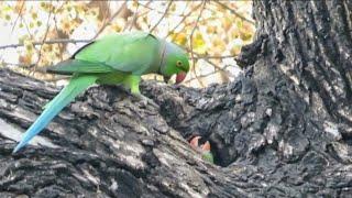 The Parents are taking care of their Young Parrots | Parrot Nest