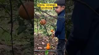 Live orange  pick பண்ணியாச்சு bucket fulla #shortvideo #oração #orangepick #orangegarden #usa