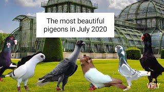 The most beautiful pigeons in July 2020 اجمل صور حمام شهر تموز 2020 like_subscribe_comment_share